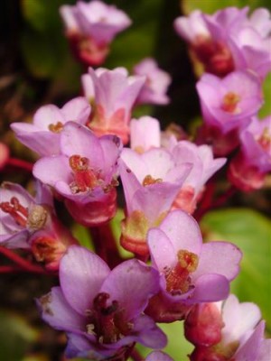 Bergenie (Small).JPG