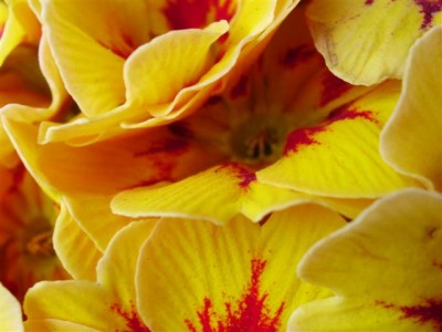 Primeltraum (Small).JPG