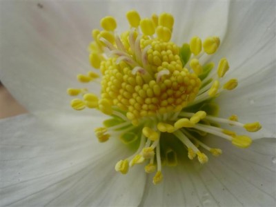 Christrose (Small).JPG