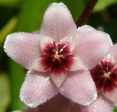 tricolor Blüte1a.jpg