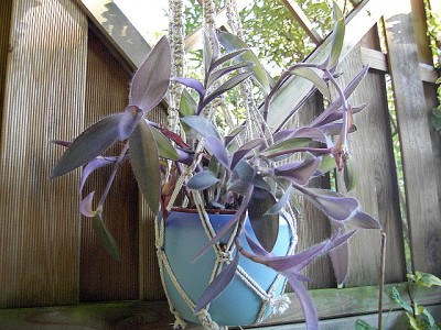 Tradescantia pallida Purpurea 19.05.07.JPG