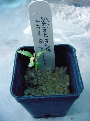 Schinus Molle 0407.jpg