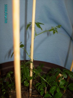 PICT0769.JPG