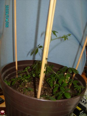 PICT0767.JPG