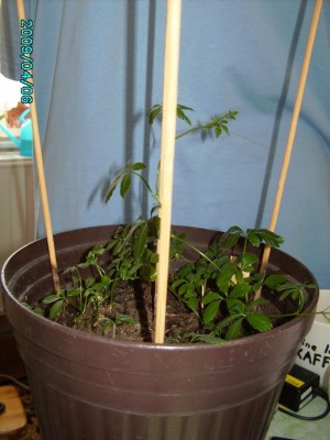 PICT0766.JPG
