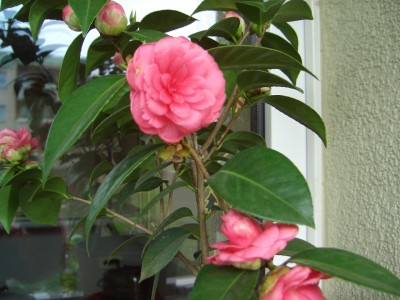 Kamelienblüten 006.jpg