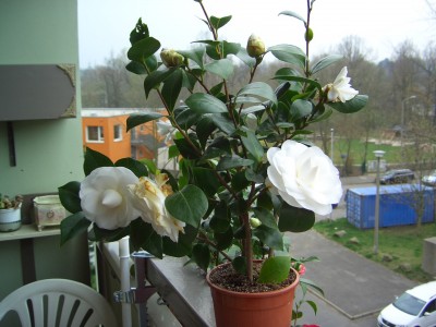 Kamelienblüten 001.jpg