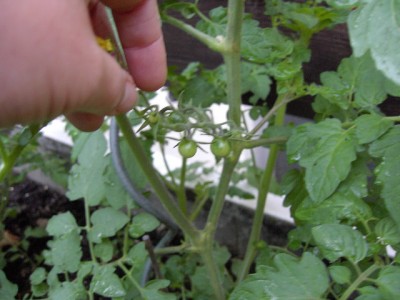 1. Tomätchen 15.05.07.JPG