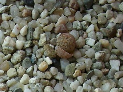 DSCI0011.JPG