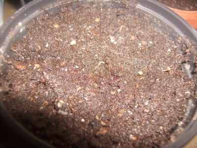 PICT0043.JPG