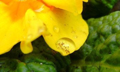 wassertropfen primel.jpg