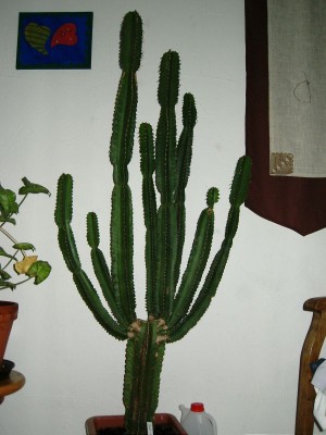 DSCI0007.JPG