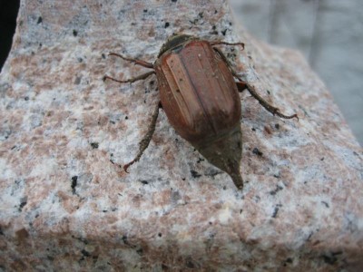 IMG_5130.JPG