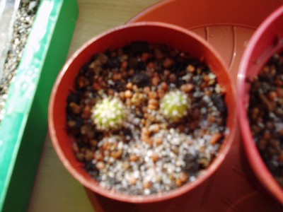 P1010007b.JPG