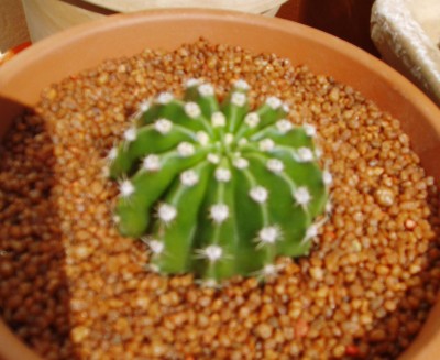 P1010003b.JPG