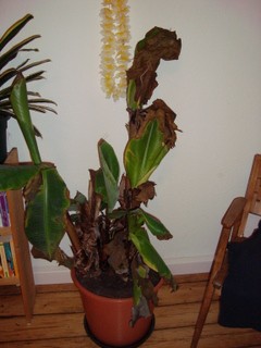 DSC00922.JPG