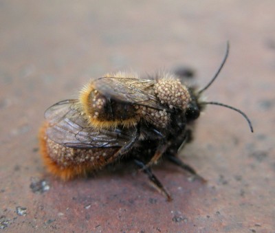 osmia.JPG