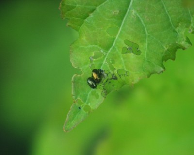 Ampfer-Blatt-Kaefer.jpg