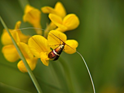 Nemophora sp.(Langfuehlermotte).JPG