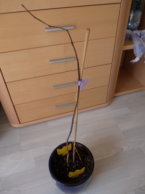 P1010261.JPG