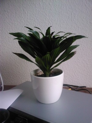 Foto0144.jpg
