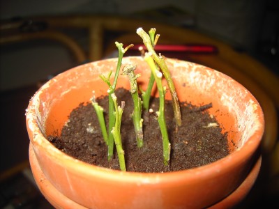 Clementine_09-04-08.jpg