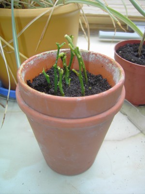 Clementine_09-03-25.jpg