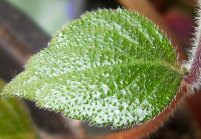 DSCI0001 - Kopie.JPG