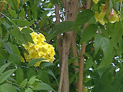 944_1154364721_9Trompetenstrauch.jpg