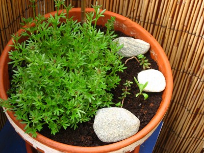 IMG_4655.JPG