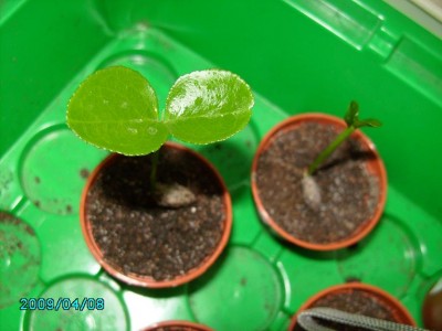 PICT0784.JPG