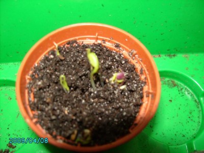 PICT0785.JPG
