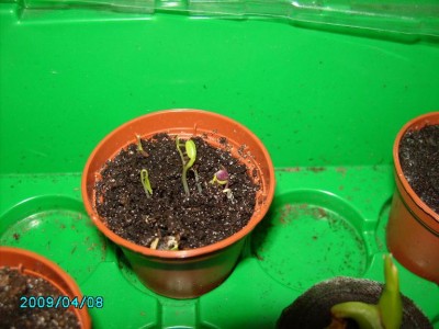 PICT0786.JPG