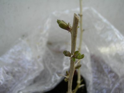 neu 018.jpg