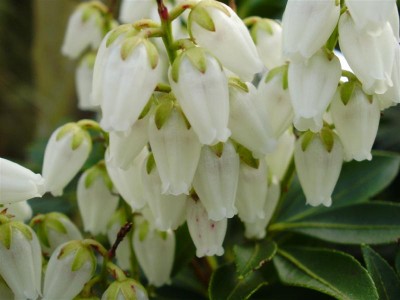 Pieris japonica.JPG