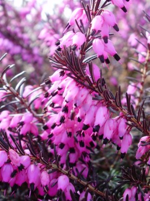 Erica carnea.JPG