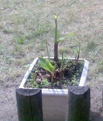canna.JPG