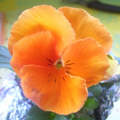 Julchen 027m.jpg