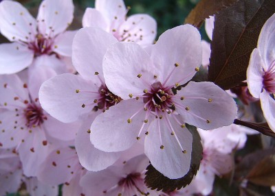 09.04.2009 erstes jahr.jpg