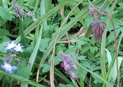 09.04.2009 erste friti.jpg