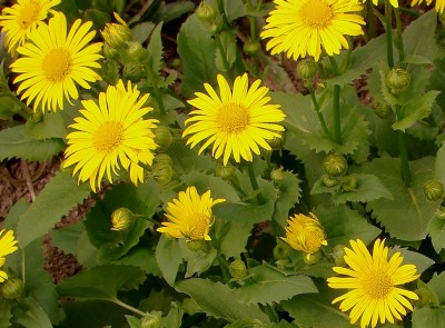 08.04.2009 doronicum.jpg