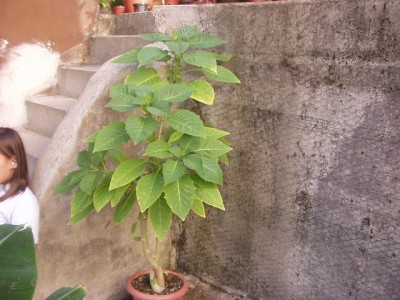 datura.jpg