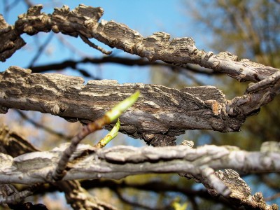 09.04.2009 liquidambar.jpg