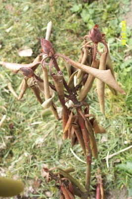 rhodi-zweig.jpg