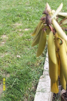 rhodi-knospe1.jpg