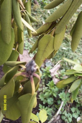 rhodi-knospe.jpg