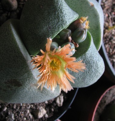 Blüte Pleiospilos.jpg