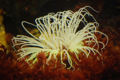 Seeanemone.jpg