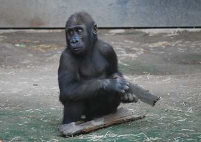Gorillababy1.jpg