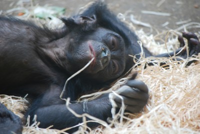Bonobo.jpg